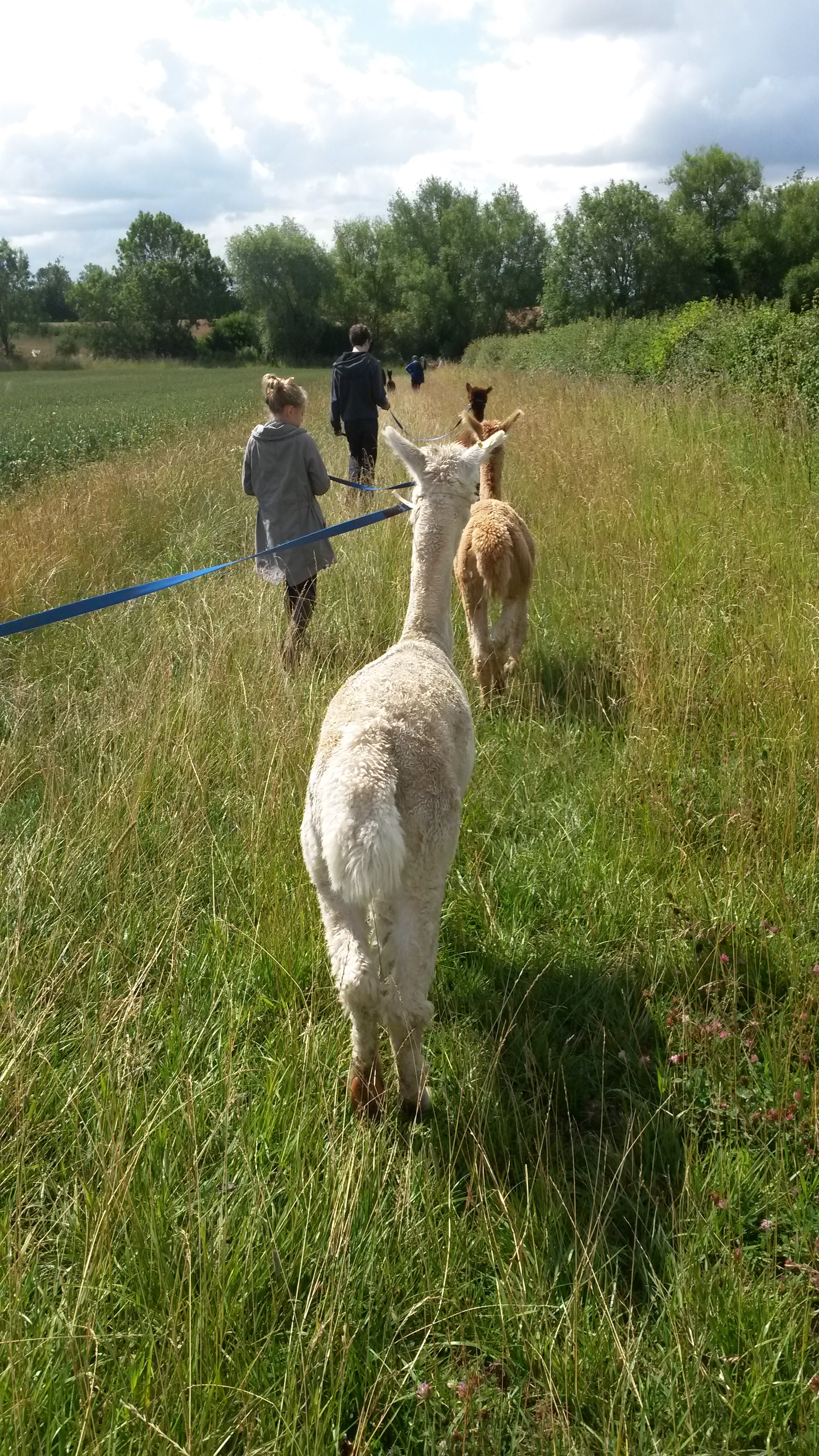 Alpaca Walk