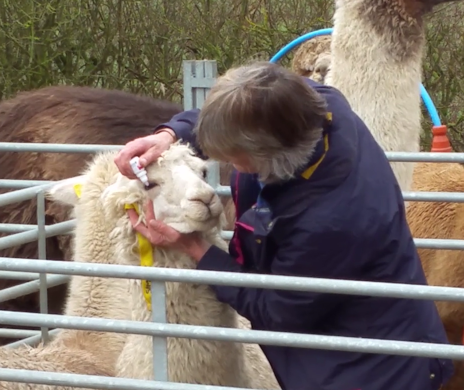 Simply Alpaca | Camelids Handling Clinics | Training and Handling ...