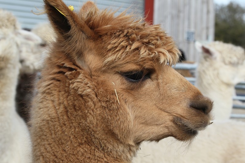 Simply Alpaca An Experience Alpacas For Sale