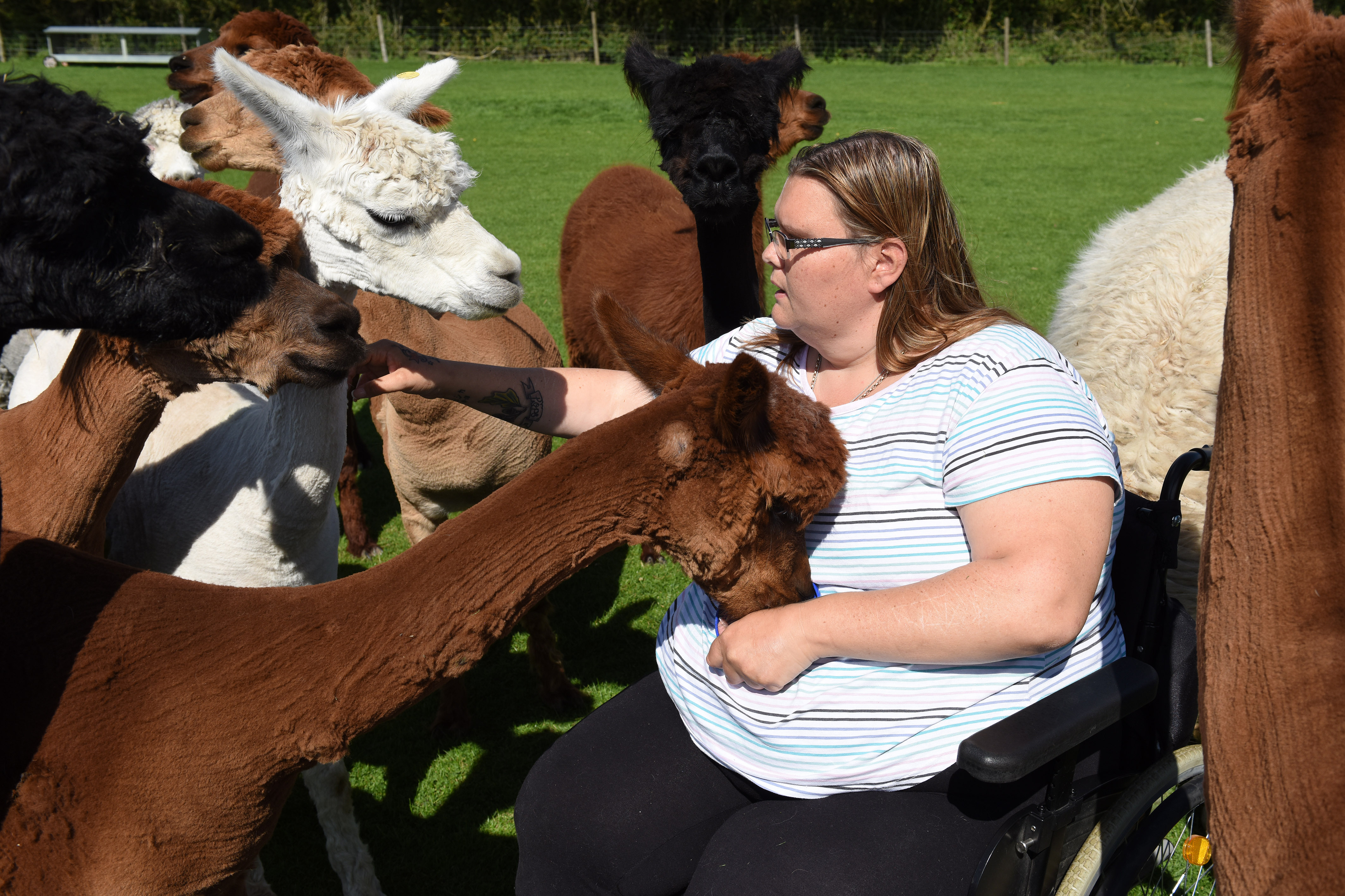 Wheelchair Alpaca visit