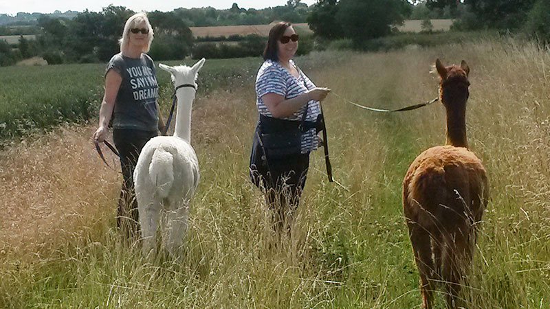 Simply Alpaca trekking