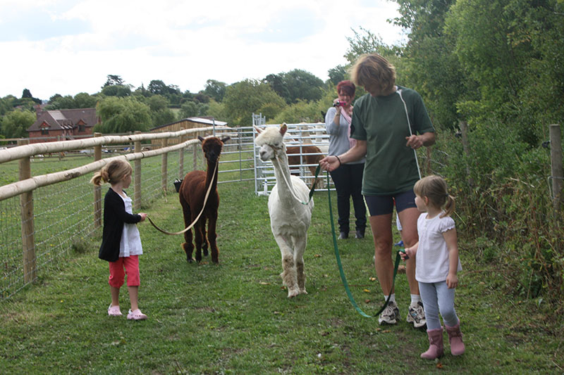 Simply Alpaca Party